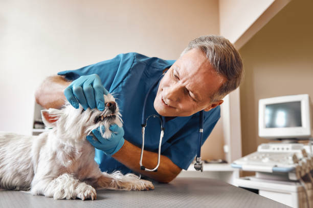 Best Mobile Emergency Dentist in Perry, OK